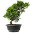 Juniperus chinensis Itoigawa, 32 cm, ± 15 anni