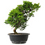 Juniperus chinensis Itoigawa, 32 cm, ± 15 jaar oud