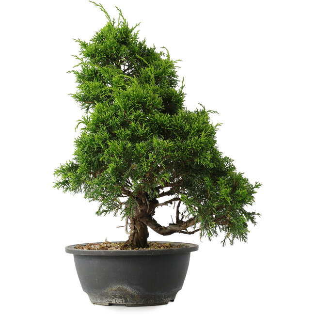 Juniperus chinensis Itoigawa, 35 cm, ± 15 jaar oud