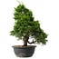 Juniperus chinensis Itoigawa, 35 cm, ± 15 anni