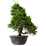 Juniperus chinensis Itoigawa, 35 cm, ± 15 jaar oud