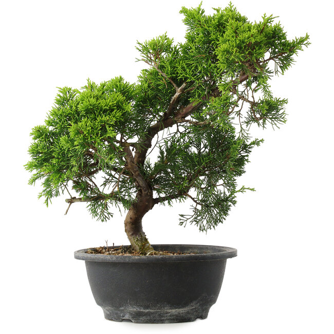 Juniperus chinensis Itoigawa, 32 cm, ± 15 jaar oud