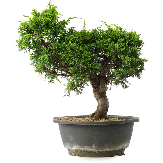 Juniperus chinensis Itoigawa, 27,5 cm, ± 15 jaar oud