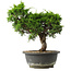 Juniperus chinensis Itoigawa, 27,5 cm, ± 15 jaar oud