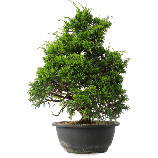 Juniperus chinensis Itoigawa, 35 cm, ± 15 ans