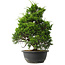 Juniperus chinensis Itoigawa, 35 cm, ± 15 anni