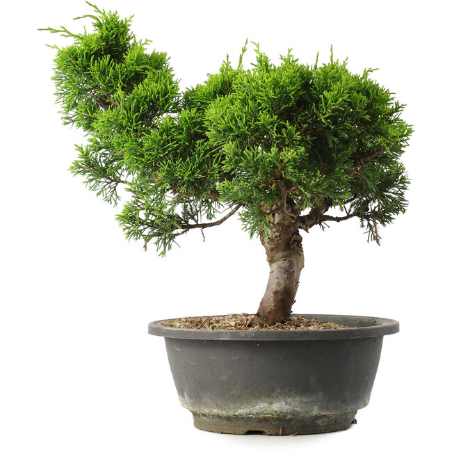 Juniperus chinensis Itoigawa, 27,5 cm, ± 15 jaar oud