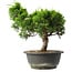 Juniperus chinensis Itoigawa, 27,5 cm, ± 15 anni