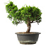 Juniperus chinensis Itoigawa, 27,5 cm, ± 15 jaar oud