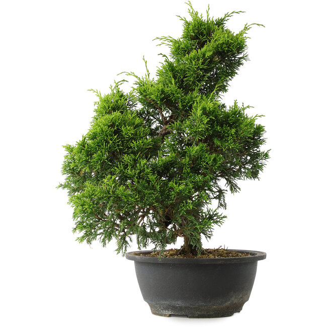Juniperus chinensis Itoigawa, 35 cm, ± 15 years old