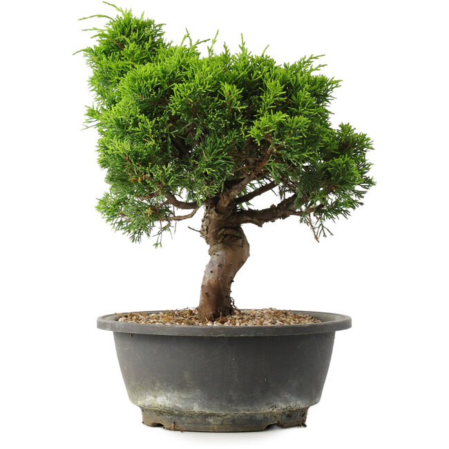 Juniperus chinensis Itoigawa, 27,5 cm, ± 15 Jahre alt