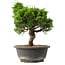 Juniperus chinensis Itoigawa, 27,5 cm, ± 15 anni