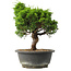 Juniperus chinensis Itoigawa, 27,5 cm, ± 15 jaar oud