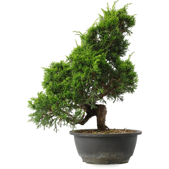 Juniperus chinensis Itoigawa, 35 cm, ± 15 years old