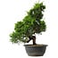 Juniperus chinensis Itoigawa, 35 cm, ± 15 anni