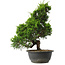 Juniperus chinensis Itoigawa, 35 cm, ± 15 jaar oud