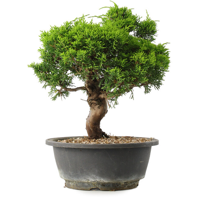 Juniperus chinensis Itoigawa, 27,5 cm, ± 15 jaar oud