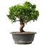 Juniperus chinensis Itoigawa, 27,5 cm, ± 15 jaar oud