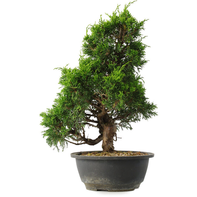 Juniperus chinensis Itoigawa, 35 cm, ± 15 años