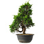 Juniperus chinensis Itoigawa, 35 cm, ± 15 jaar oud