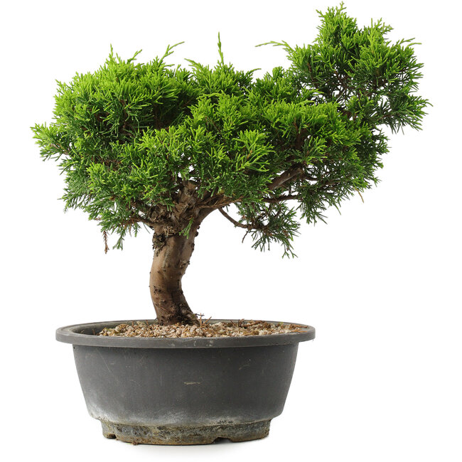 Juniperus chinensis Itoigawa, 27,5 cm, ± 15 años