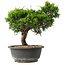 Juniperus chinensis Itoigawa, 27,5 cm, ± 15 jaar oud