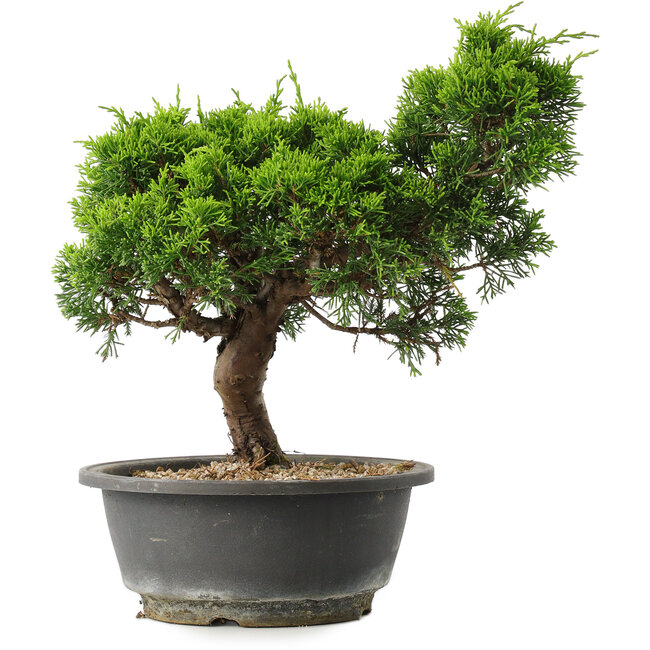 Juniperus chinensis Itoigawa, 27,5 cm, ± 15 ans