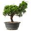 Juniperus chinensis Itoigawa, 27,5 cm, ± 15 anni