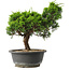 Juniperus chinensis Itoigawa, 27,5 cm, ± 15 jaar oud