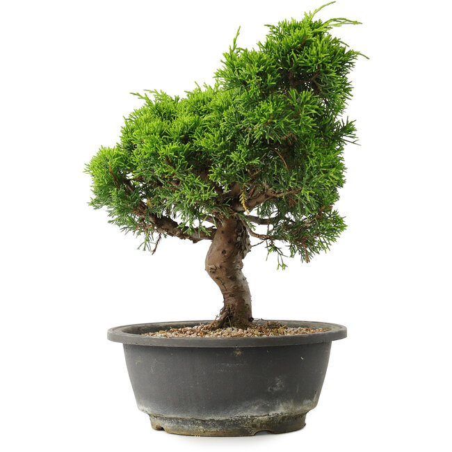 Juniperus chinensis Itoigawa, 27,5 cm, ± 15 Jahre alt