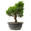 Juniperus chinensis Itoigawa, 27,5 cm, ± 15 anni