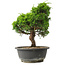 Juniperus chinensis Itoigawa, 27,5 cm, ± 15 jaar oud