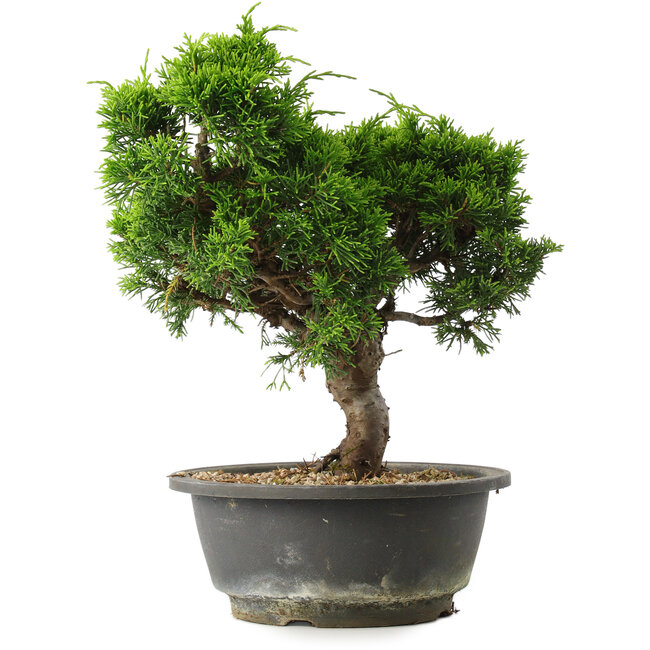 Juniperus chinensis Itoigawa, 27,5 cm, ± 15 years old