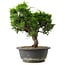 Juniperus chinensis Itoigawa, 27,5 cm, ± 15 anni