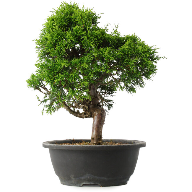 Juniperus chinensis Itoigawa, 34 cm, ± 15 jaar oud