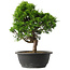 Juniperus chinensis Itoigawa, 34 cm, ± 15 jaar oud