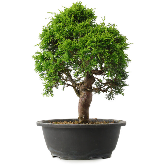 Juniperus chinensis Itoigawa, 34 cm, ± 15 jaar oud