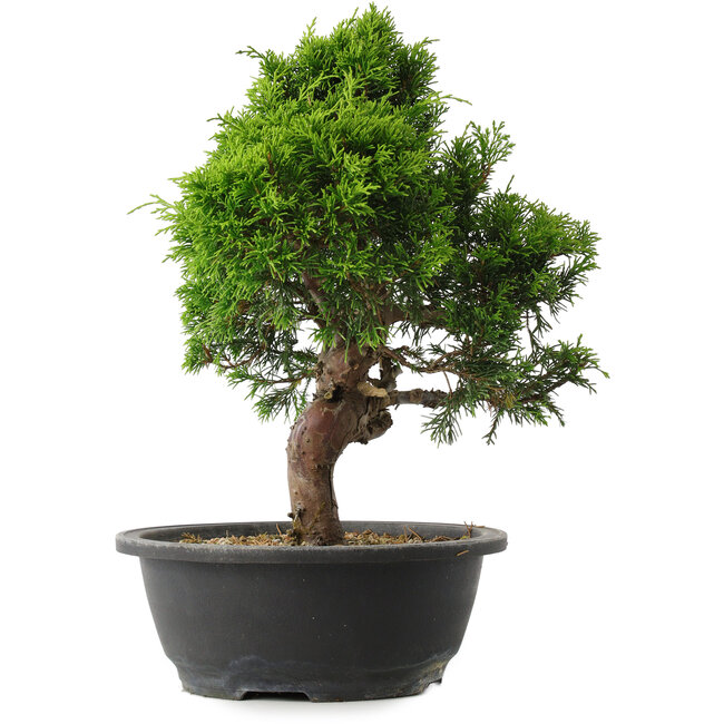 Juniperus chinensis Itoigawa, 34 cm, ± 15 years old