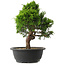Juniperus chinensis Itoigawa, 34 cm, ± 15 jaar oud