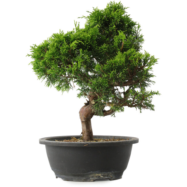 Juniperus chinensis Itoigawa, 34 cm, ± 15 Jahre alt