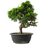Juniperus chinensis Itoigawa, 34 cm, ± 15 jaar oud