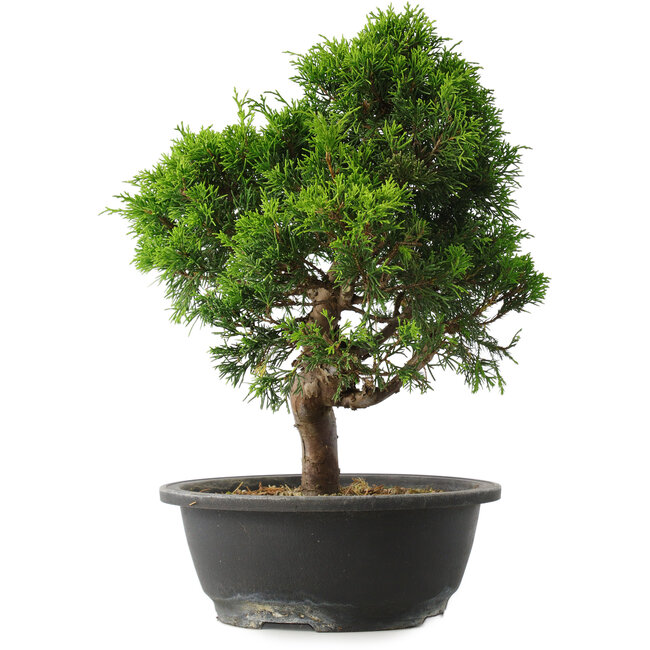Juniperus chinensis Itoigawa, 34 cm, ± 15 años
