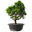 Juniperus chinensis Itoigawa, 34 cm, ± 15 jaar oud
