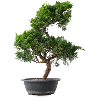 Juniperus chinensis Kishu, 47 cm, ± 15 jaar oud