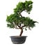 Juniperus chinensis Kishu, 47 cm, ± 15 anni