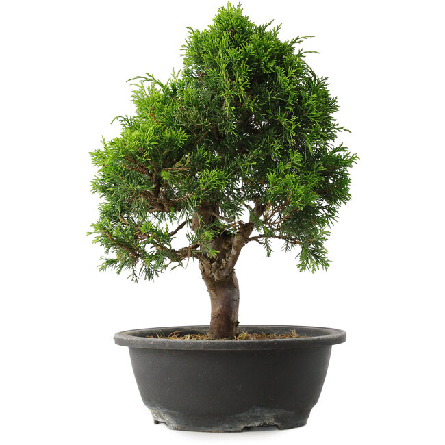 Juniperus chinensis Itoigawa, 34 cm, ± 15 jaar oud