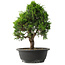 Juniperus chinensis Itoigawa, 34 cm, ± 15 jaar oud