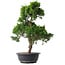 Juniperus chinensis Kishu, 47 cm, ± 15 anni