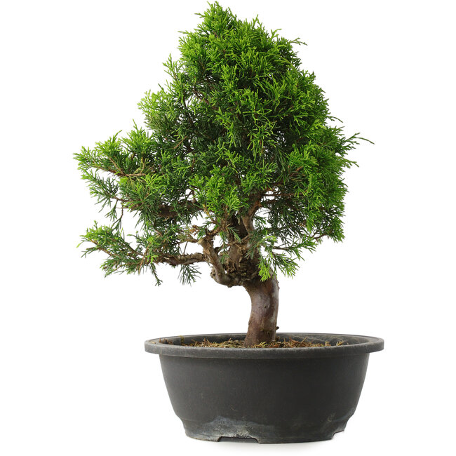 Juniperus chinensis Itoigawa, 34 cm, ± 15 years old