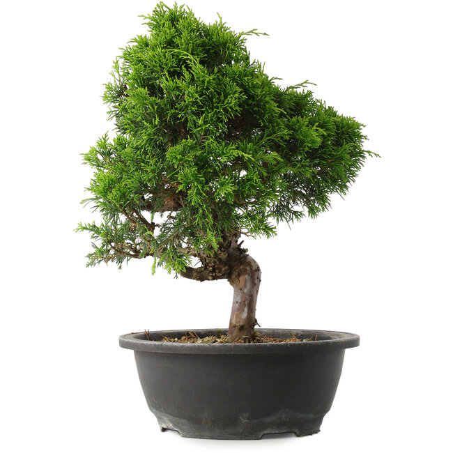 Juniperus chinensis Itoigawa, 34 cm, ± 15 years old